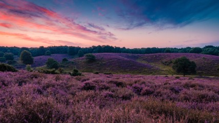 Dauwwandeling in de Kalmthoutse Heide
