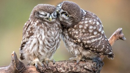 Nacht van de Steenuil