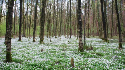 Lentewandeling