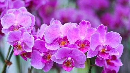Bezoen Orchideeënkwekerij