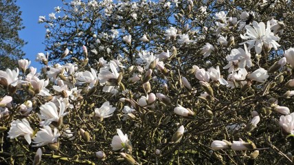 Pop-up activiteit: Voorjaarsbezoek aan het Arboretum Wespelaar en aan het museum Hof van Busleyden te Mechelen