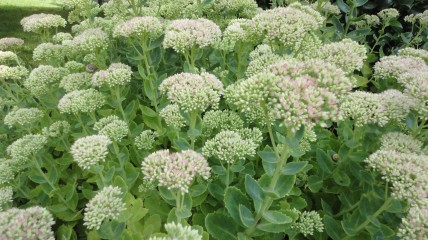 Seizoensbezoek Plantentuin Meise.