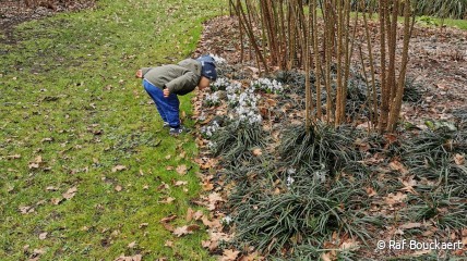 Dauwtrap Arboretum Kalmthout