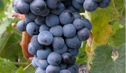 Bacchus Achterna