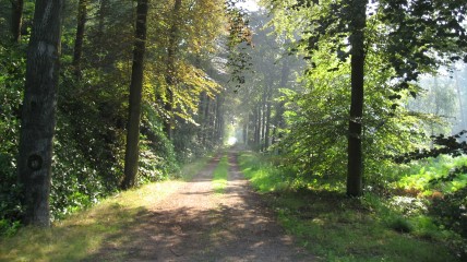 wandelen in het Grotenhoutbos - met begeleiding