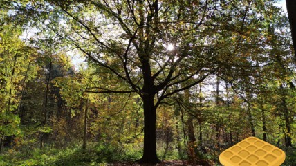 Wafelwandeling