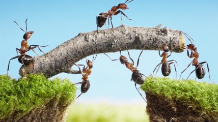 Hoe omgaan met diversiteit in een seculiere samenleving? Samenleven met gezond verstand