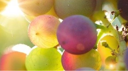 Bacchus Achterna