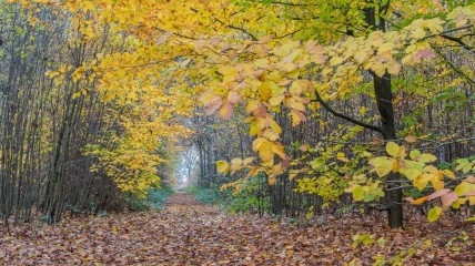 Waver- Sint-Katelijne-Waver