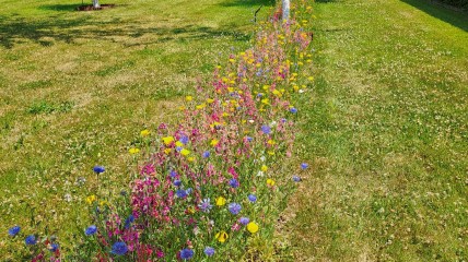 Geleid bezoek aan de museumtuin van het kasteel van Gaasbeek