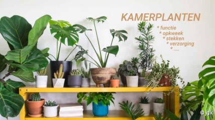 KAMERPLANTEN