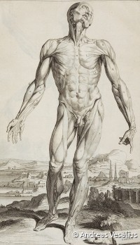 Ets Andreas Vesalius