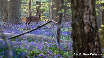 Fietstocht - Het Nationaal Park Brabantse Wouden. Natuur om te koesteren