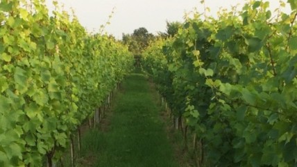 Bezoek wijndomein De Caeybergh, Herk-de-Stad