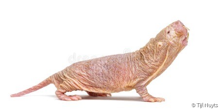 Molrat