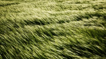 Leeskring: "Dagen als gras" van Jens Christian Grondahl