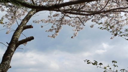 Reisverslag Japan - Stef Piedfort