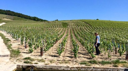 Champage-reis