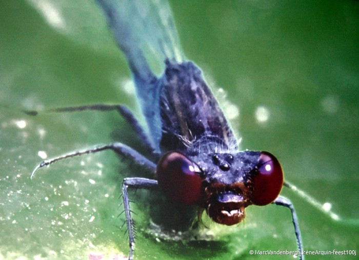 20240629_Insect_Df.feest-fotoreeks-Marc_c.IrèneArquin