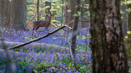 NIEUW - Het Nationaal Park Brabantse Wouden. Natuur om te koesteren