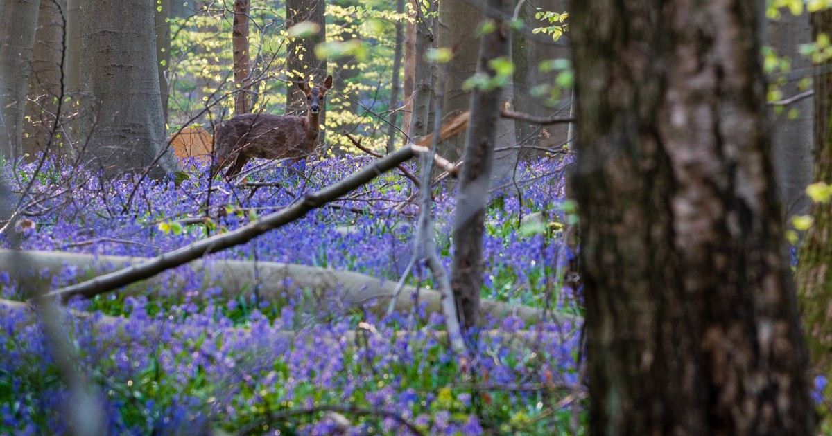 Over NIEUW - Het Nationaal Park Brabantse Wouden. Natuur om te