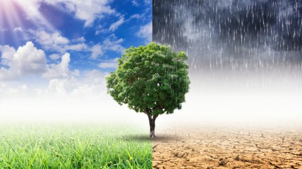 De natuur als buffer tegen klimaatverandering. Redder in nood?