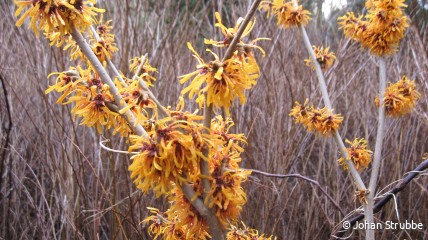Hamameliswandeling Arboretum Kalmthout