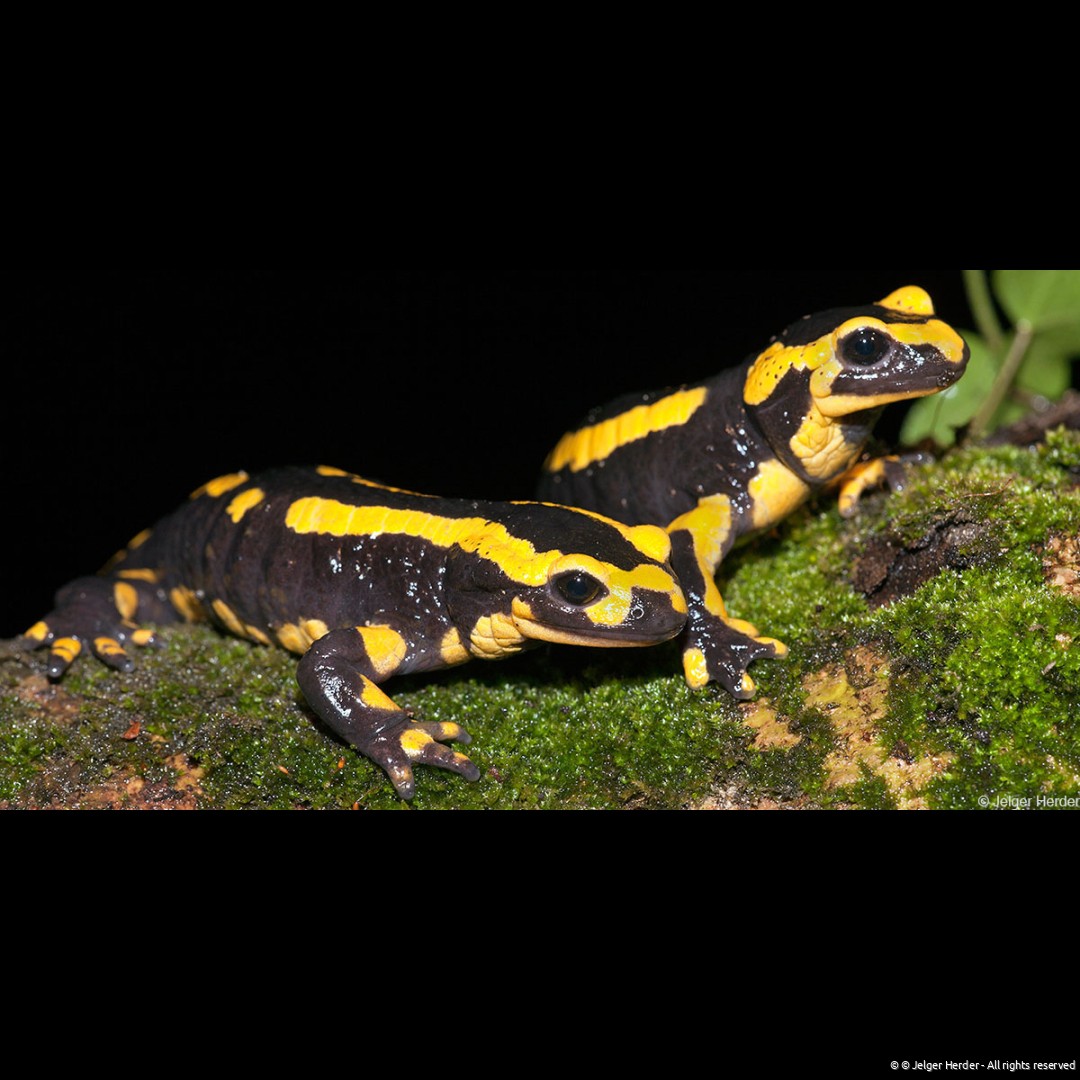vuursalamander_JH_001_1200x600.jpg