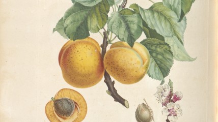 DAGEVENEMENT - Botanica in beeld. Vijf eeuwen botanische beelden