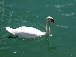 WITTE ZWANEN, GROENE ZWANEN