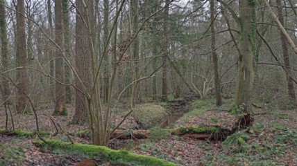 Elsschotwandeling