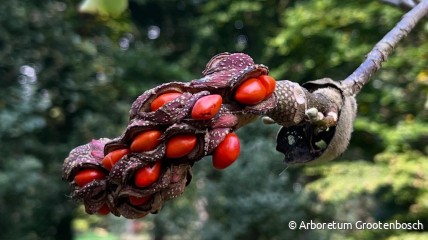 BOMEN EN VERHALEN