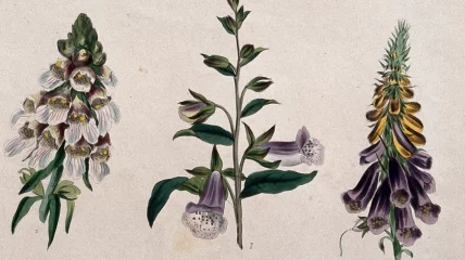 Wat je niet wist over gif, een boekbespreking van ‘Vergif’