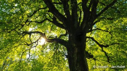 Wat bomen ons vertellen | Prof. Dr. Valerie Trouet