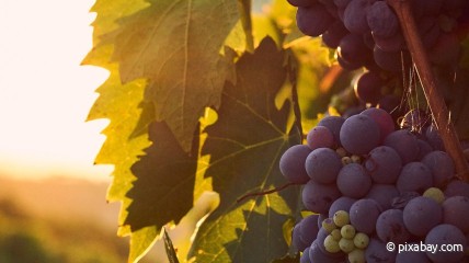 WIJNAVONDEN met GIDO