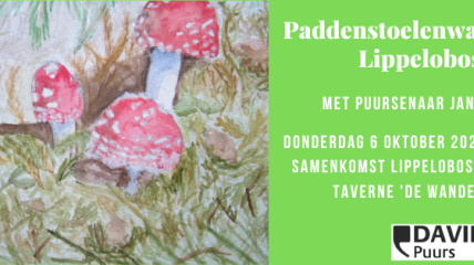 Paddenstoelentocht