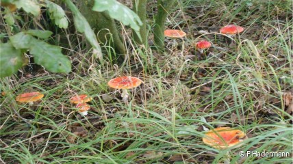 Paddenstoelenwandeling in Edegem.