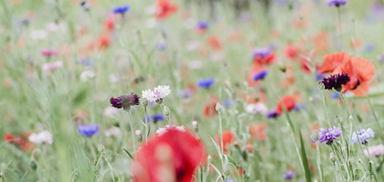 Natuurwandeling Damvallei